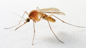 Sivrisineklerden geliştirilen 3D yazıcı baskı ucu şaşırtıyor