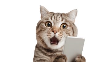 Google, fotoğrafları otomatik meme’e çeviren yeni AI özelliğini test ediyor