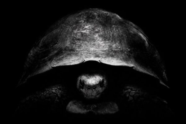 Jeff Bezos’tan kaplumbağalı ileti: Ay yarışında yeni strateji savaşı